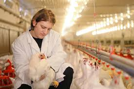 Common Poultry Diseases and Prevention