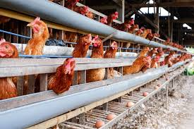 Poultry Farming for Beginners: A Complete Guide